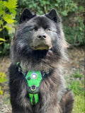Headlight Dog Harness
