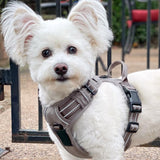 Venture Paw Pull Control Dog Harness Dried Sage