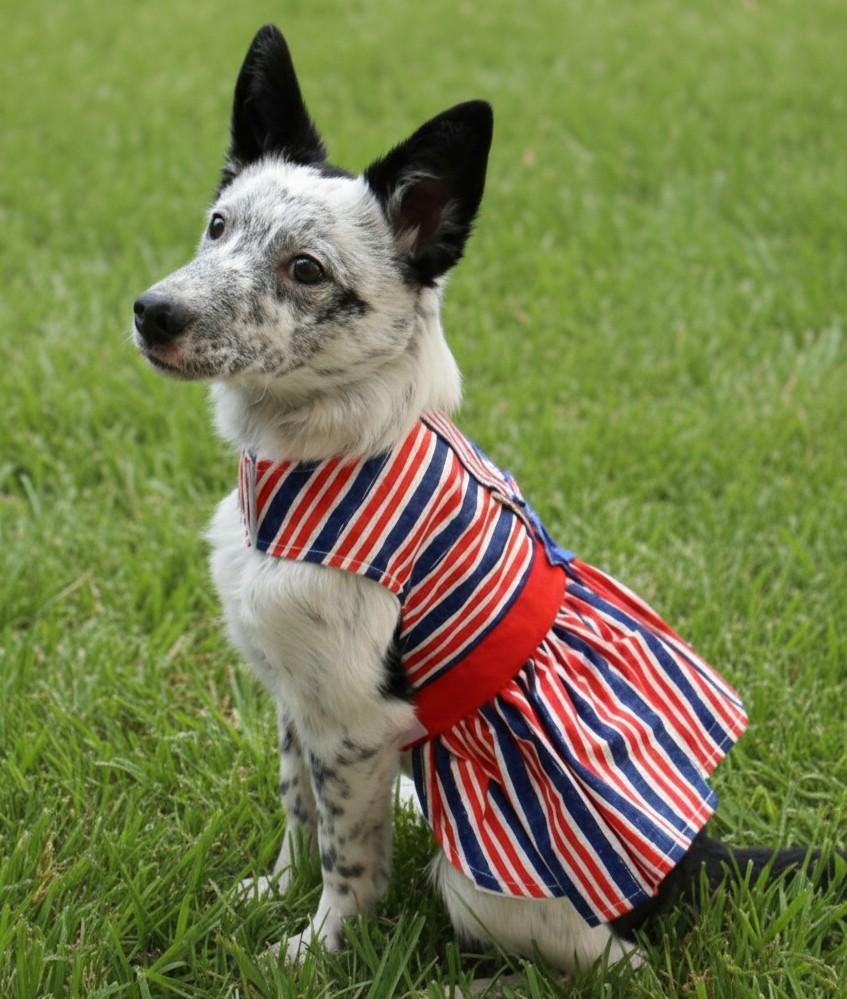 Patriotic Dog Dress with Matching Leash  Gate Nine Boutique