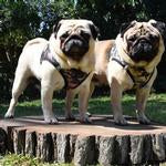 American River Choke Free Dog Harness Collection - Brown Camo