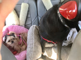 Noise Reducing Headsets for Dogs!