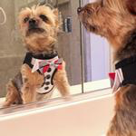 American River Choke Free Tuxedo Harness with 4 Interchangeable Bows