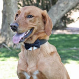 Interchangeable Black Bow Tie Collar Set