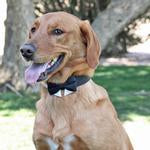 Universal Dog Bow Tie - Tan Plaid