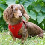 Wrap and Snap Choke Free Dog Harness - Flame Red