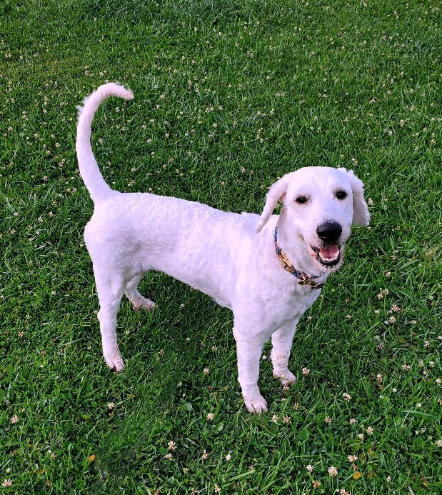 Meet Molly!!