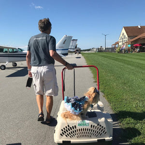 The Puppies have arrived at Sugar Buns, Easton, Maryland