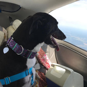 Mel goes on his Pilots N Paws Freedom Flight and meets his forever family!