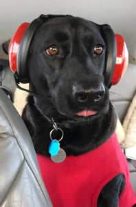 Get your doggie a pair of noise reducing headsets!