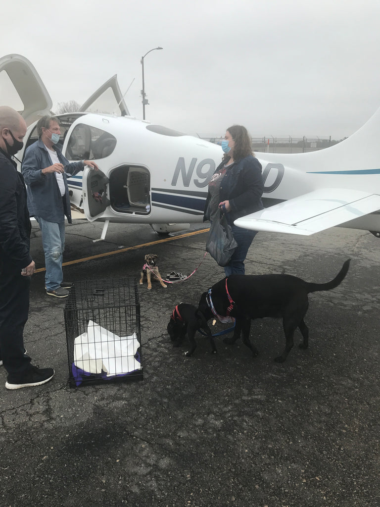 Happy Rescue Pups headed to a SAFE SHELTER.
