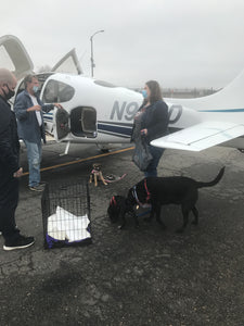 Happy Rescue Pups headed to a SAFE SHELTER.