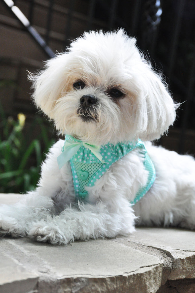 Polka Dot Safety Harnesses are in stock!