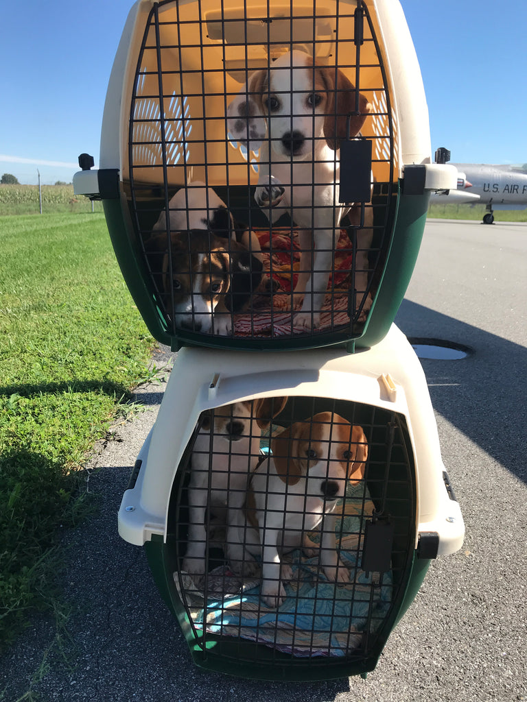 Happy pups are headed to a safe shelter!✈️🐾❤️