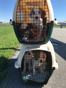 Happy pups are headed to a safe shelter!✈️🐾❤️
