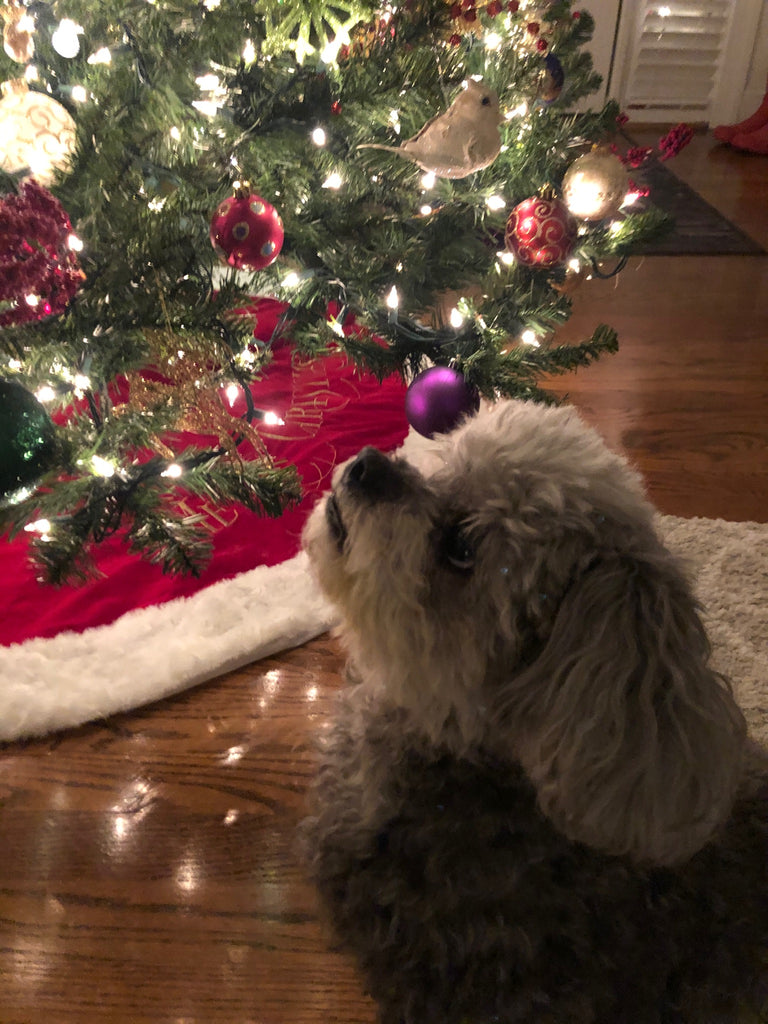 Macey’s Christmas 🎁