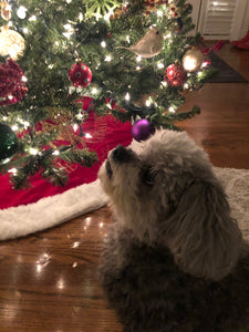Macey’s Christmas 🎁