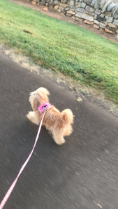We ❤️❤️❤️Our 6 AM morning walks!