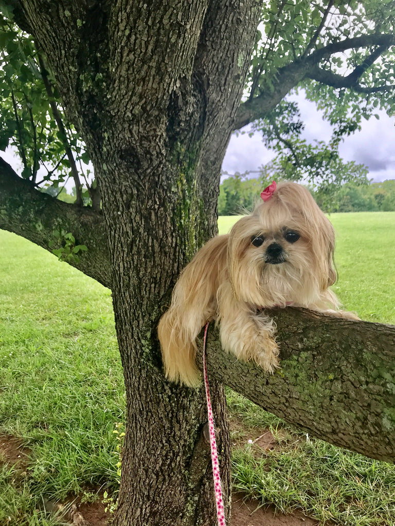 I’m perched in a tree!!! Seriously!