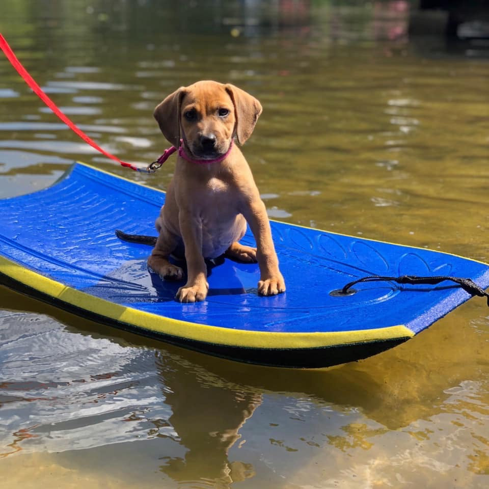 Beth is still looking for her forever home!