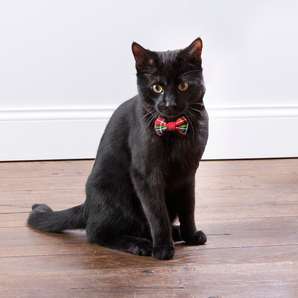 Cats love bow ties too!