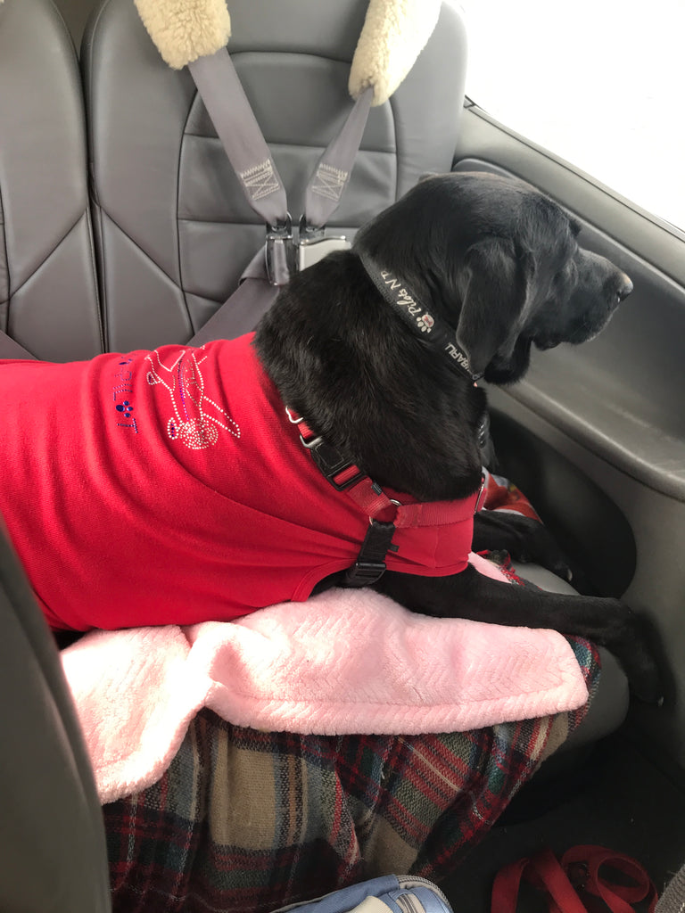 Scarlett takes up two seats in the plane!!!