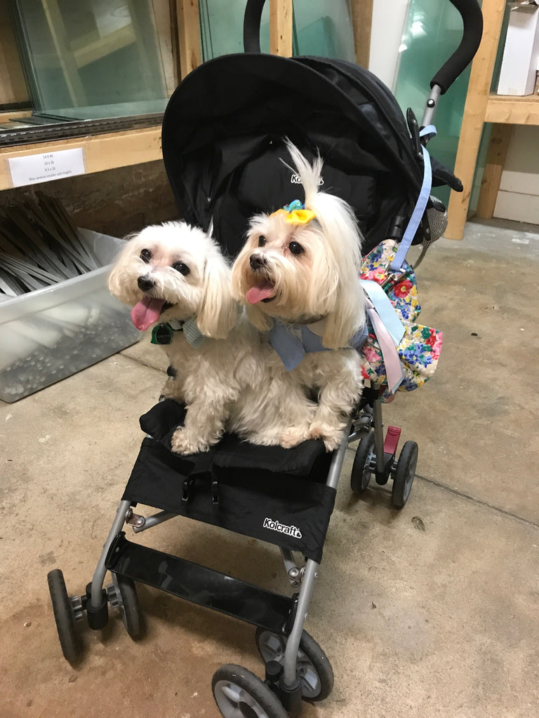 Meet Carter & Savannah!