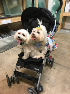 Meet Carter & Savannah!