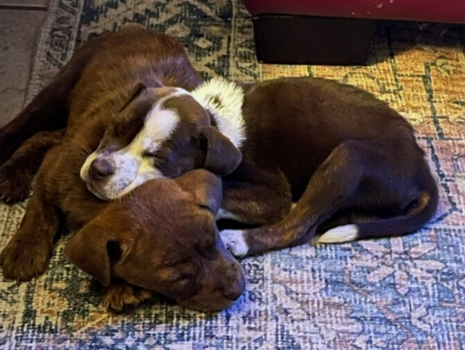 Rescue pups headed to NJ
