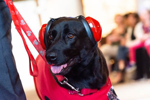 New shipment of doggie headsets!