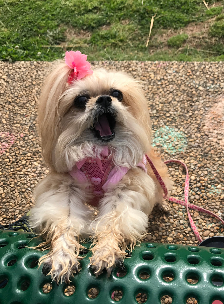 Please vote for me!🐾❤️