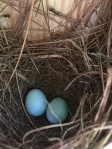 We have more Bluebird eggs!