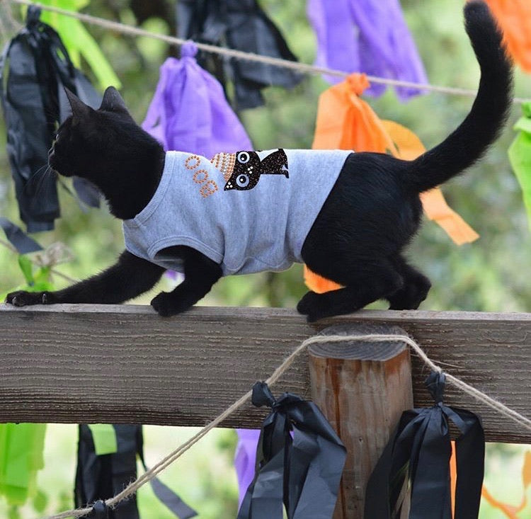 Cats LOVE dressing up too!