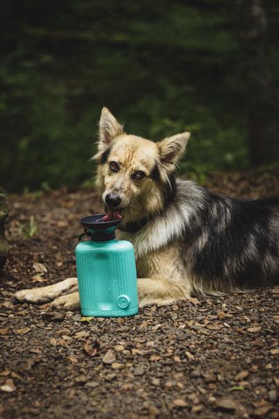 Doggie Mugs Coming Soon!