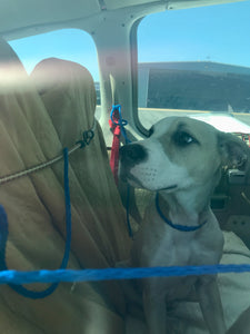Two Cute Pups are on their Freedom Flight!