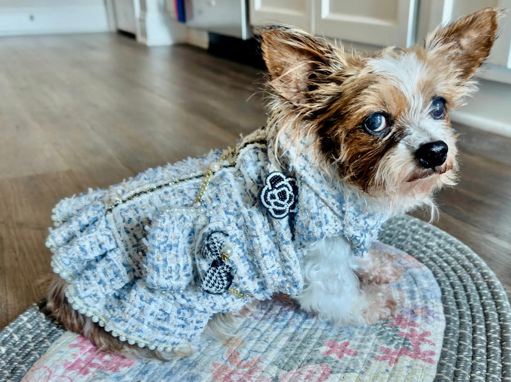 ✨Gizmo, the Tiny Fashion Queen✨