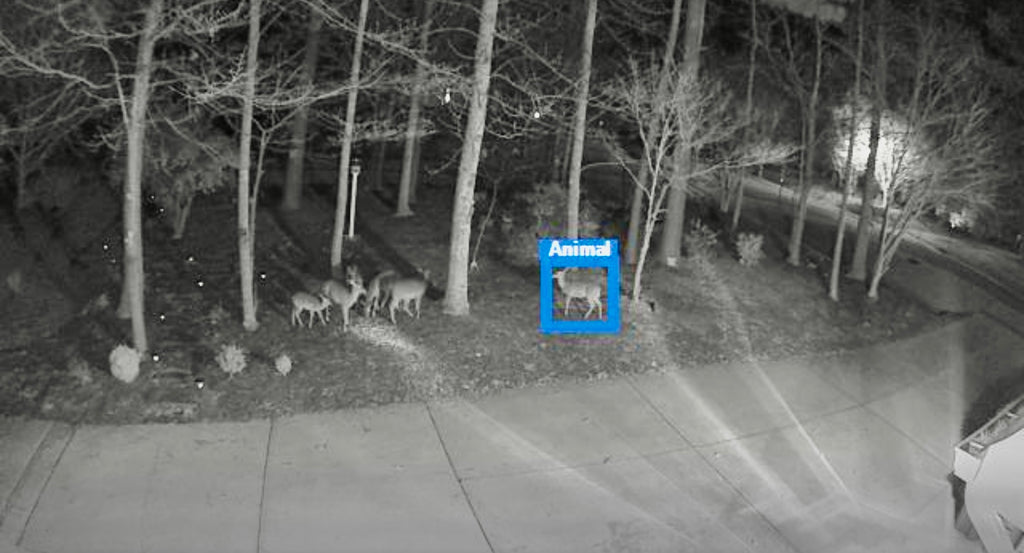 Deer LOVE our Yard!❤️