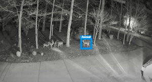 Deer LOVE our Yard!❤️