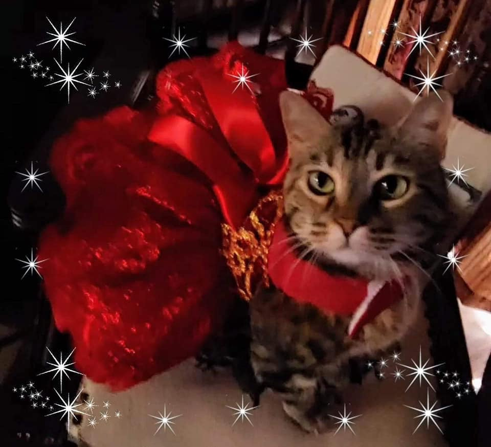 Cats love to wear clothes too!