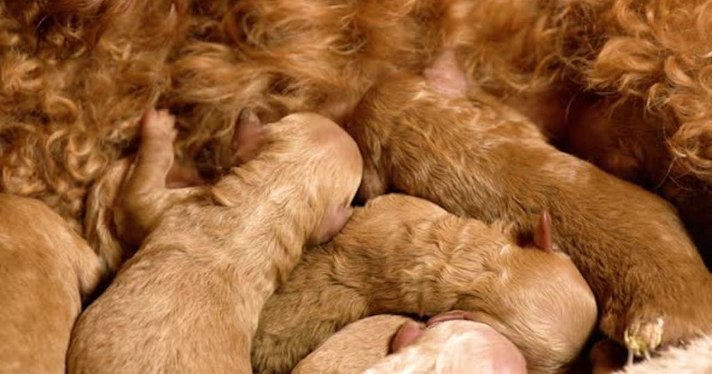 Cute Rescue pups!