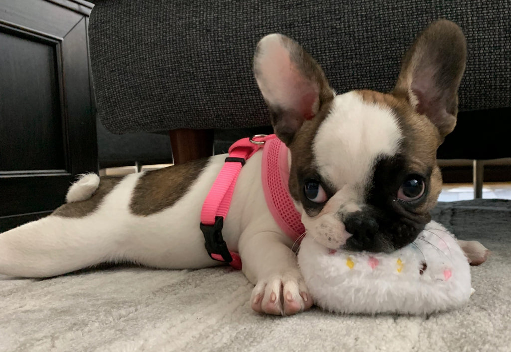 Sophie LOVES her Chewy Vuitton purse!