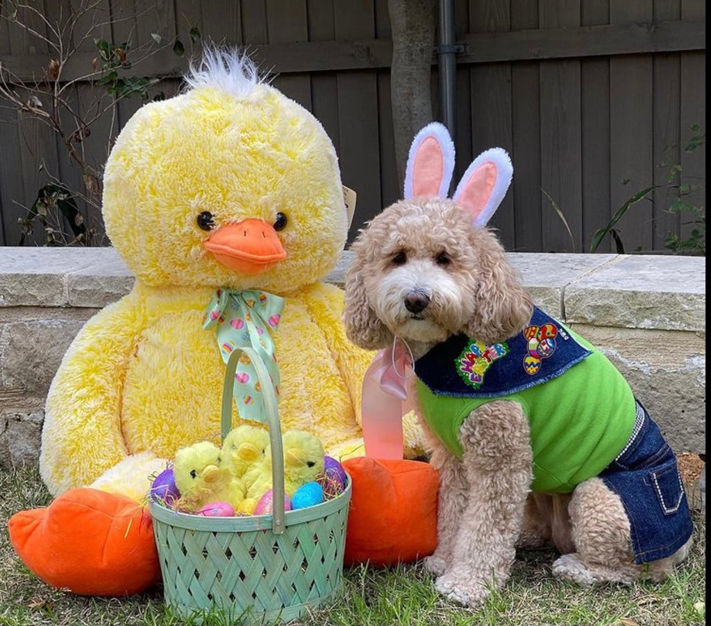 Doggies are ready for EASTER!