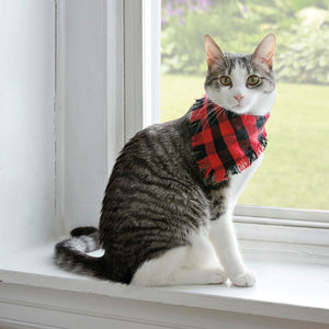 Cats like to wear clothes too!
