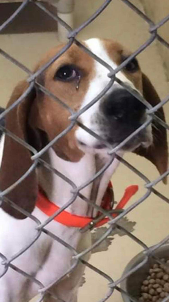 Meet Candy!,,🐾🐾🐾❤️