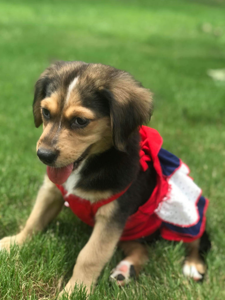 Check out this little rescue pup!
