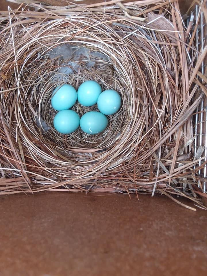 We have Bluebird eggs!