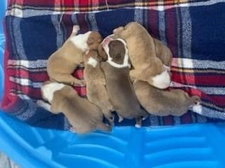 Sneak Preview!   Rescue flight on Wednesday! 15 pups!✈️