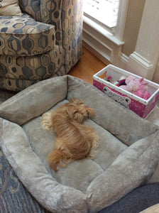 Scarlett’s Bed!