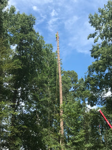 Tree Removal Day!