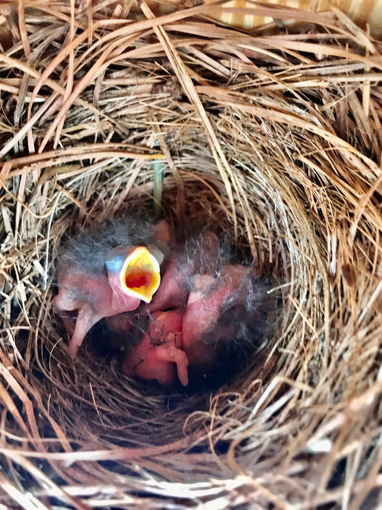 Bluebirds have hatched!