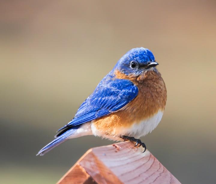 Our Bluebird boxes are all occupied!